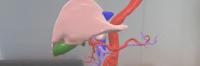 Augmented reality image of a liver