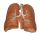 Lung and Airway Segmentations